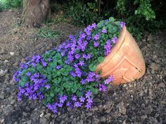 purple flowers are growing out of an old clay pot on the ground near a tree