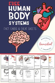 the human body systems fact cards and chart sheets are shown in this graphic file for kids