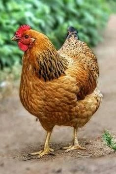 a brown chicken standing on top of a dirt road next to green grass and bushes