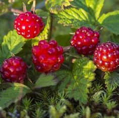 raspberries growing on the ground with green leaves