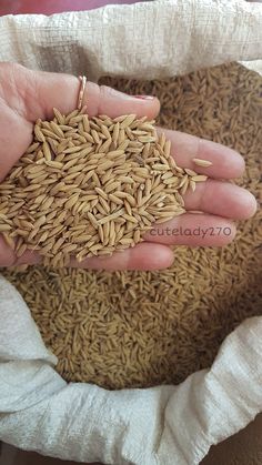 a person holding some grain in their hand