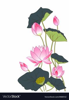 pink lotus flowers with green leaves on white background