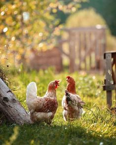 two chickens standing next to each other in the grass near a tree trunk and fence