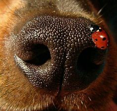 a close up of a dog's nose with a ladybug on it