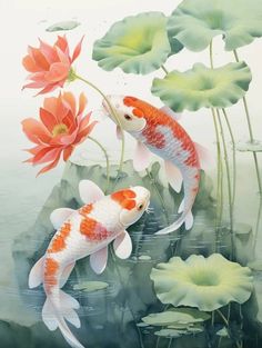 two orange and white koi fish in water with lily pads