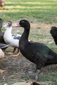 there are many ducks standing in the grass