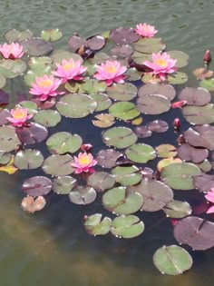 pink water lilies are floating in the pond