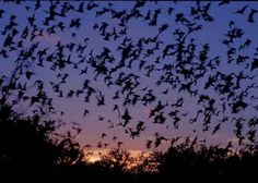 a large flock of birds flying in the sky at sunset or dawn over some trees