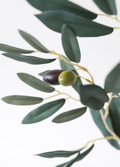 an olive tree branch with green leaves and two olives