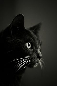 a black cat with white whiskers on it's face