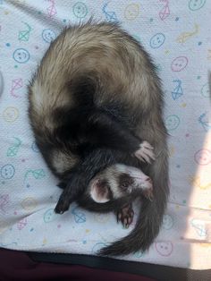 a ferret curled up on top of a blanket