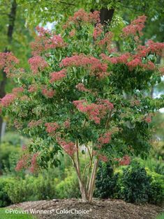 a small tree with pink flowers in the middle of a park area, surrounded by bushes and trees