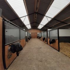 several cows are lined up in an enclosed area with wood and metal posts on the walls