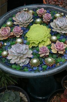 there are many succulents in the water on this birdbath that is surrounded by plants