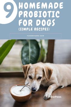 a dog eating from a bowl with the title 9 homemade probiotic for dogs simple recipes