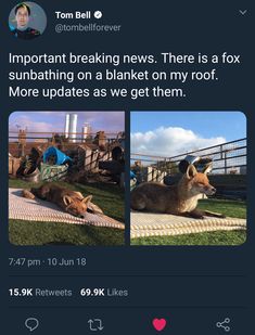 Finally, some happy FOX news. Literally. Quotes For Him Funny, Awesome Animals, Animal Stories, Funny Humor, Doctor Strange, Quotes For Him