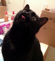 a black cat sitting on top of a table next to a cardboard box with its mouth open