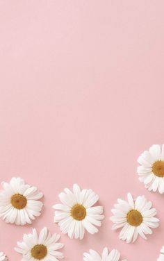 white daisies on pink background with copy space