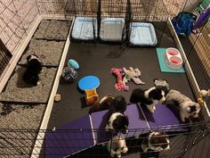 three puppies are in their cage at the pet store