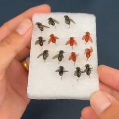 a group of flies sitting on top of a white piece of paper next to each other