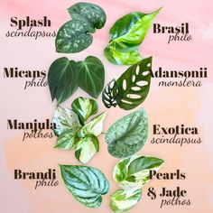 the names of different types of leaves on a pink and white background with watercolor stains