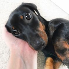 a small black and brown dog laying on top of a person's hand