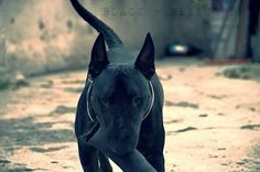 a black dog walking down a street next to a building