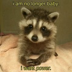 a raccoon sitting on top of a blanket with the caption i am no longer baby