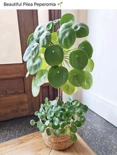 a potted plant sitting on top of a wooden table