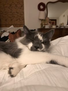 a gray and white cat laying on top of a bed