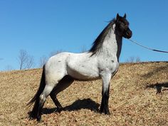 a white and black horse standing on top of a grass covered hill next to a blue sky