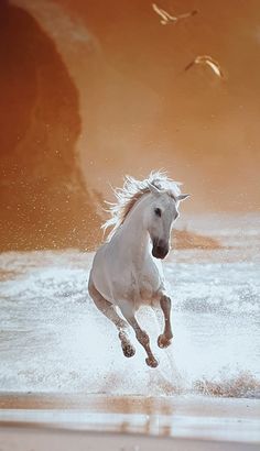 a white horse is running on the beach