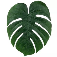 a large green leaf on a white background