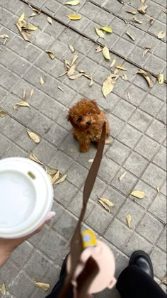 a small brown dog standing on top of a sidewalk next to a person holding a white cup