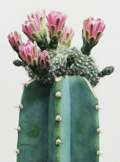 a cactus with pink flowers and green leaves