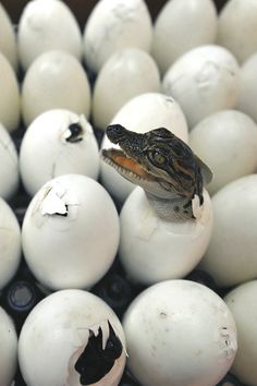 an alligator is poking its head out of some eggs