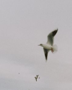 two seagulls are flying in the sky with their beaks extended and one bird is on the ground