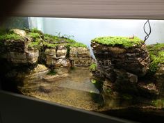 an aquarium filled with lots of green plants and rocks