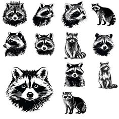 different types of raccoons are shown in black and white