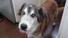 a brown and white dog standing in front of a dishwasher with its tongue hanging out