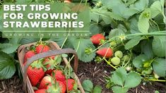 strawberries growing in the garden with text overlay reading best tips for growing strawberries growing in the garden