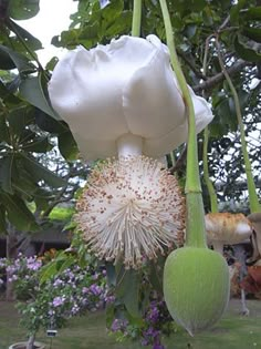 the flowers are blooming on the tree in the garden and it is hard to tell what kind of flower they are