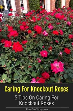 red flowers growing in front of a house with the words caring for knockout roses 5 tips on caring for knockout roses