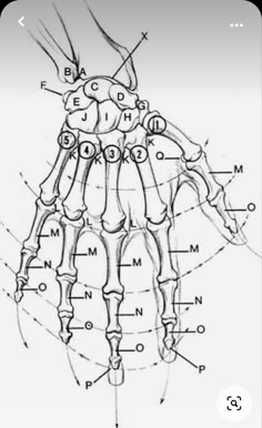 the anatomy of the hand and wrist, with labels on each arm showing different parts