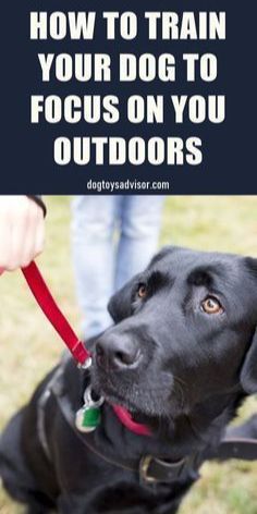 a black dog with its leash tied to it's mouth and the words how to train your dog to focus on you outdoors