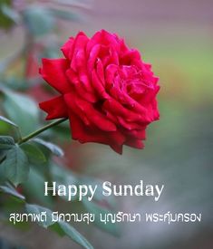 a red rose with the words happy sunday on it