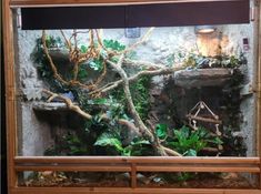 an aquarium filled with lots of plants and rocks