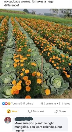 a field full of yellow flowers with the caption that reads, no cabbage worms it makes a huge difference