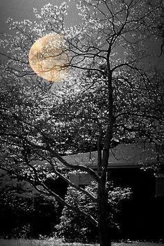 a full moon shines in the night sky behind a tree