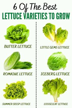 lettuce varieties to grow in the garden